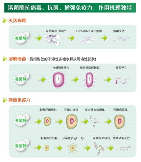 存在耐药性,不管是细菌感染还病毒感染,都可以使用溶菌酶来治疗与预防