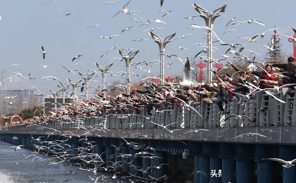 昆明海埂大坝春节人气指数爆表_全国_热度_蓝天