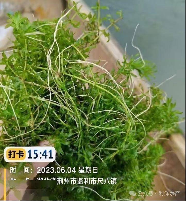 需要定期补充营养,当水体中营养缺乏时,就会造成水草活力差,挂脏,黄根