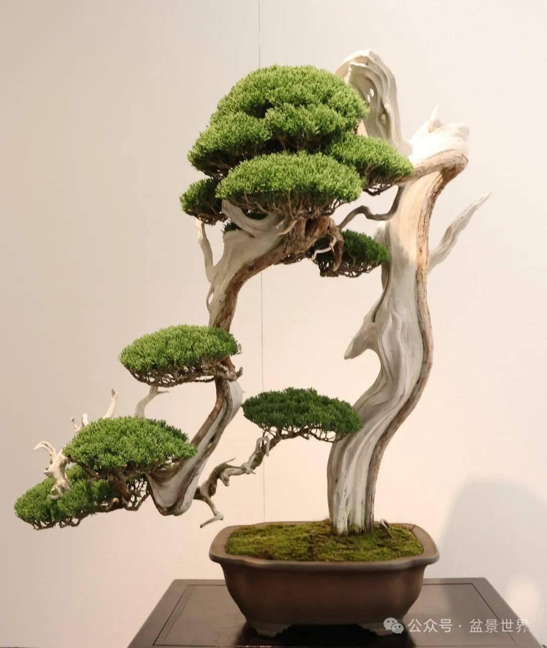 100张高清美图带你走进2024日本国风盆栽展下半场__cm