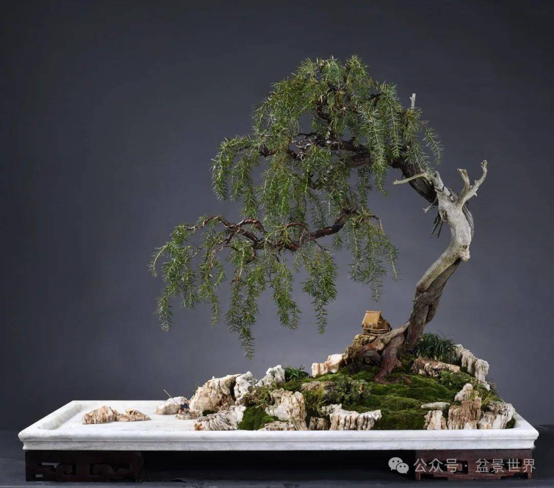 映山红盆景高手_楼建甫_作品_榆树