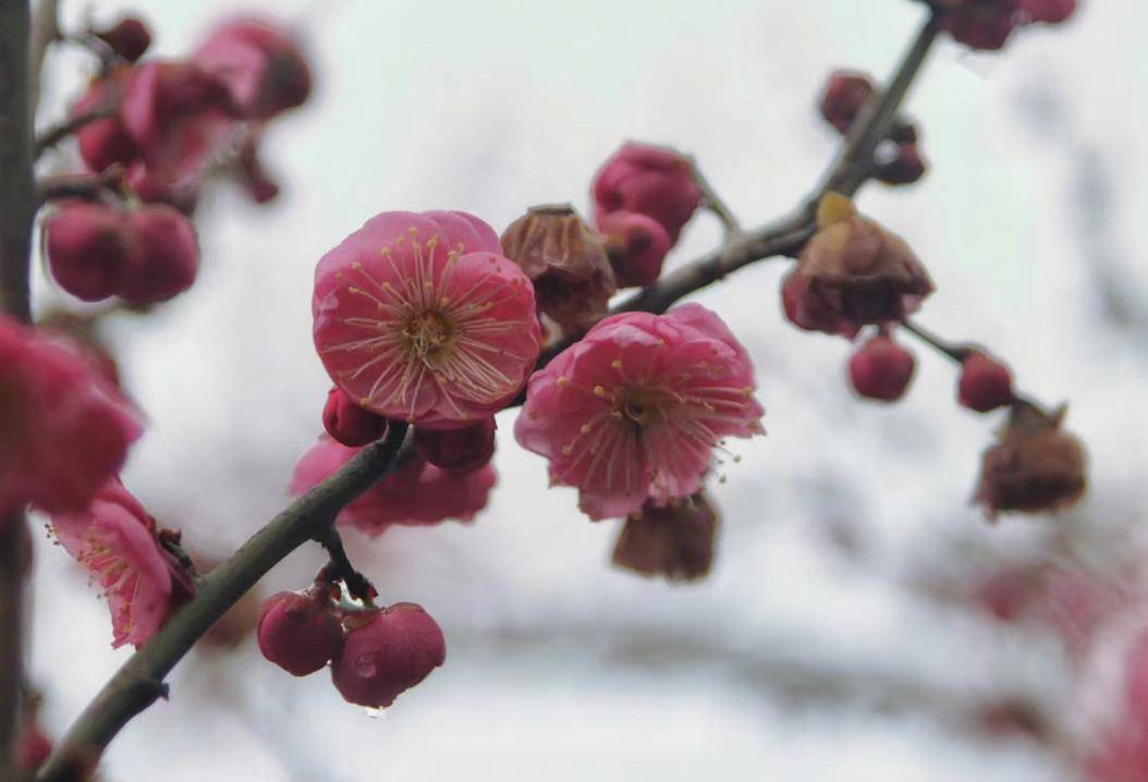 金華人的春天,從賞梅開始…_梅花_公園_浮動