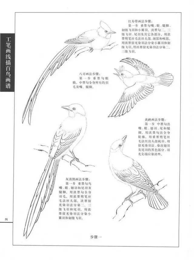 25种常见鸟类工笔画技法步骤!_我爱你_经典_高清