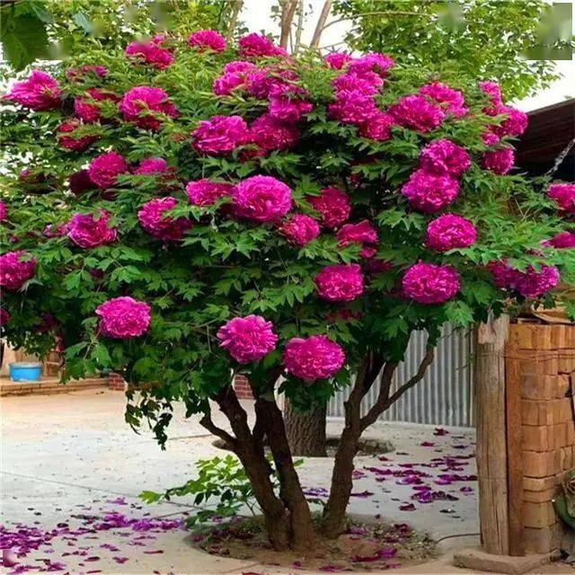 有院子建议栽5种树,看花,收果