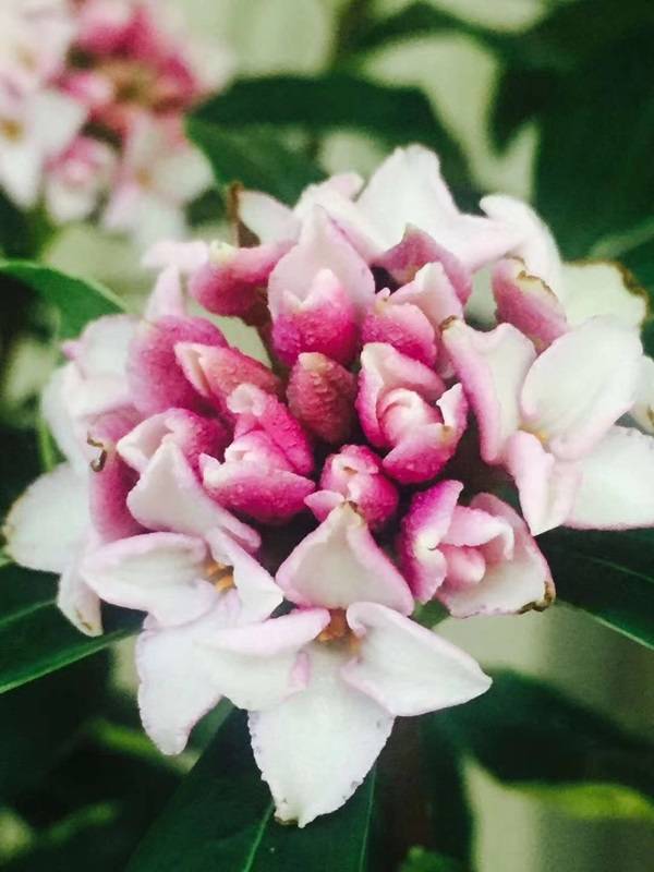 夜读| 叶青:神奇瑞香_苏轼_儿子_香气