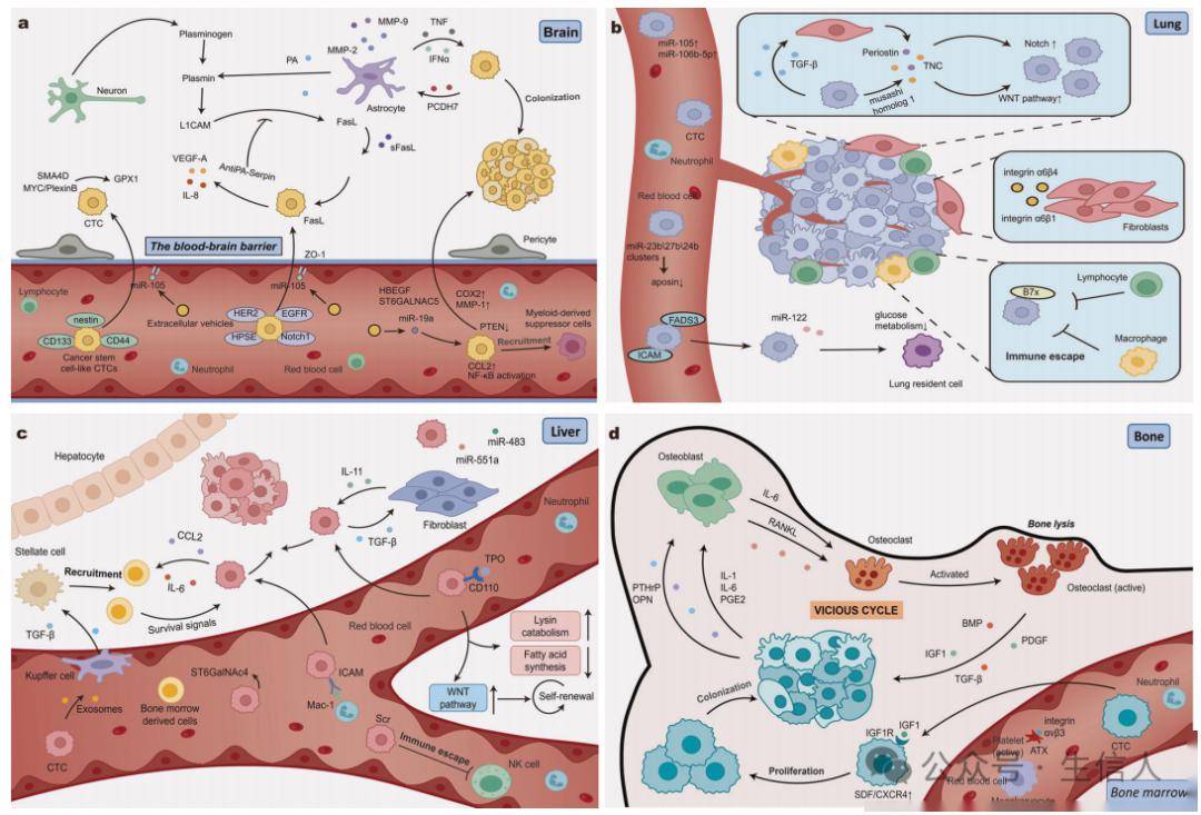 高分综述:循环肿瘤细胞与肿瘤转移_相关_器官_研究
