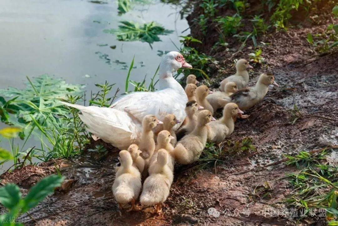 鴨子的養殖方法_飼料_進行_營養