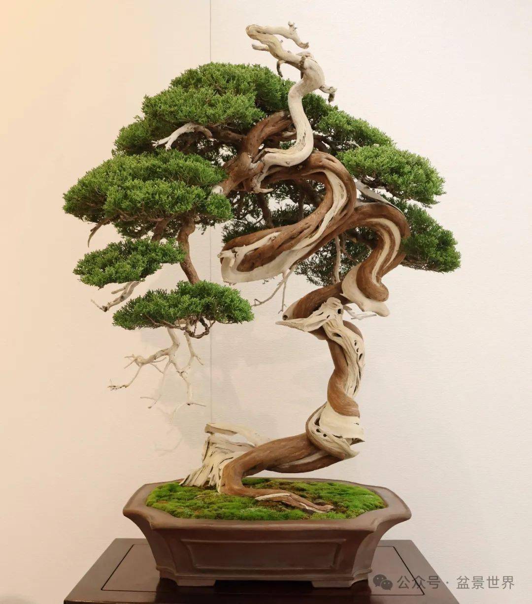 100张高清美图带你走进2024日本国风盆栽展下半场__cm