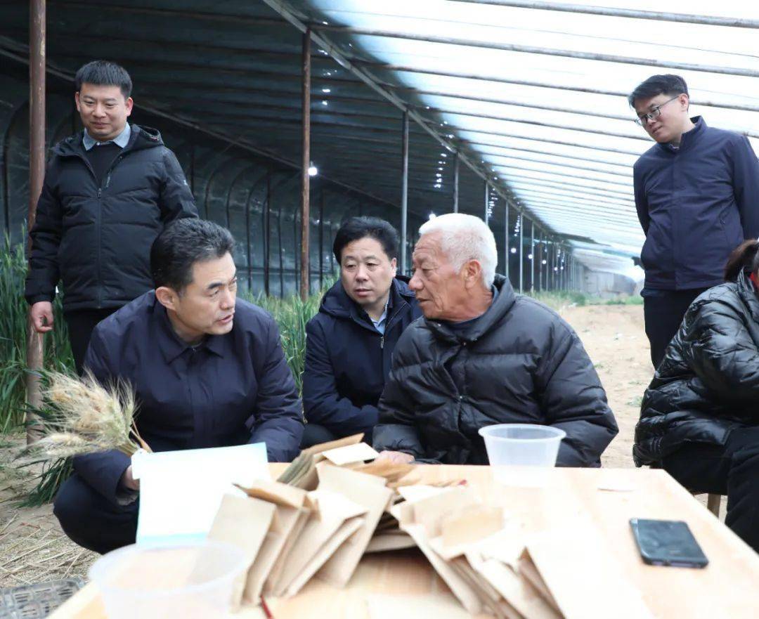 县委书记高尚功调研新阳种业小麦育苗基地_发展_农业_力度