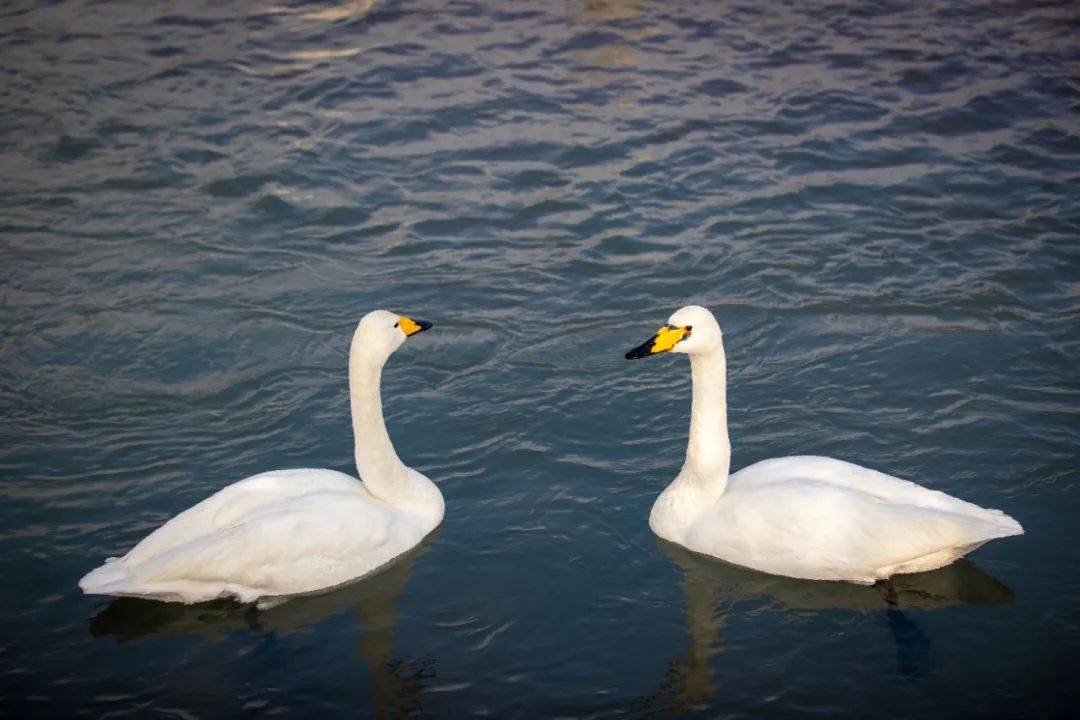赏雪景泡温泉看天鹅 温泉限定美景等你来