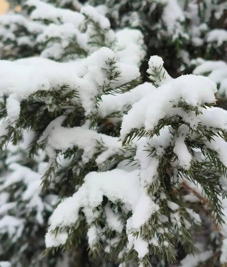 雪花 雪景,嘉峪关人朋友圈大雪纷飞!