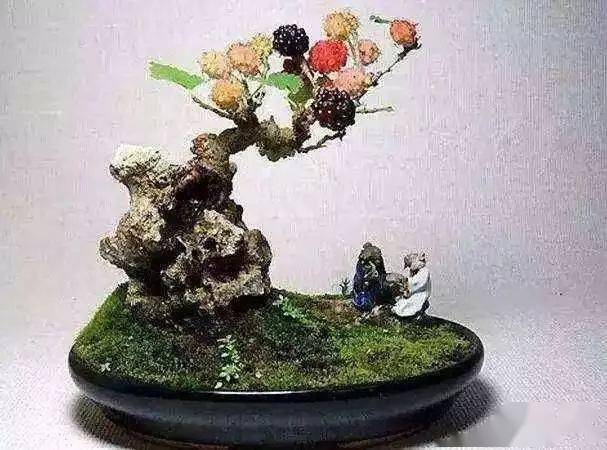 桑树也能做盆景,不仅好看,还能吃到美味的桑葚!_修剪_进行_水果