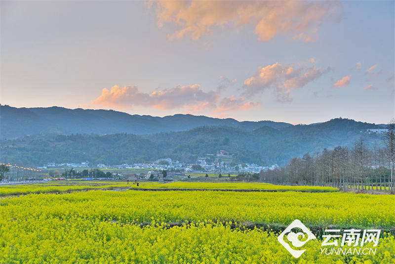 【高清组图】云南昌宁:油菜花开春天来_山水_田园_公园