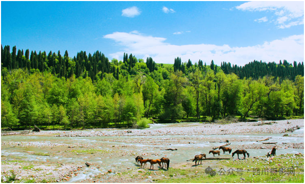 川摄网 | 2024北疆春季逐花之旅游摄活动(报名)_杏花_那拉提_草原