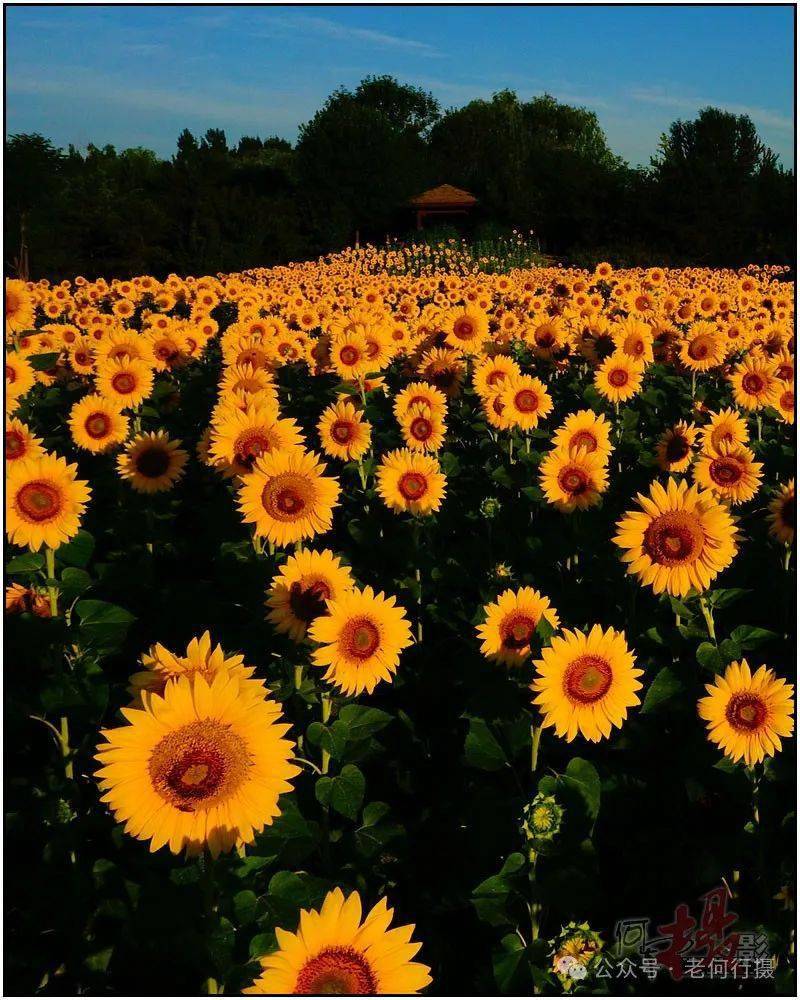 【图集】散射光花草_光线_摄影_画面