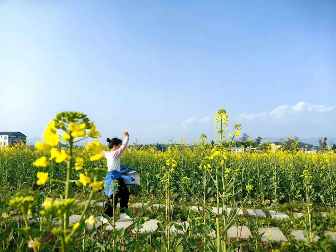 开江黄金花海风景区图片