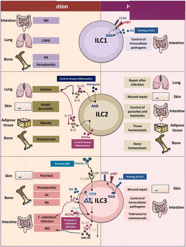 ilc2还可以通过产生细胞因子诱导mdscs的发育和扩张,从而促进肿瘤发生