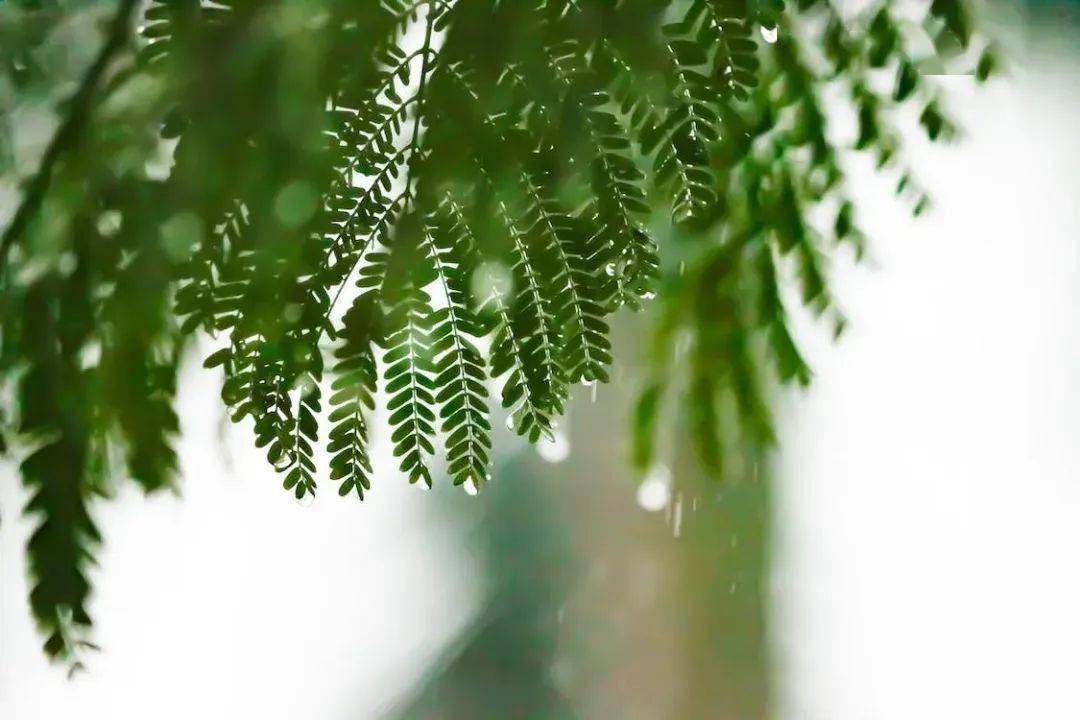 雨水诗词丨春水碧于天,画船听雨眠_生活_江南春_烟雨