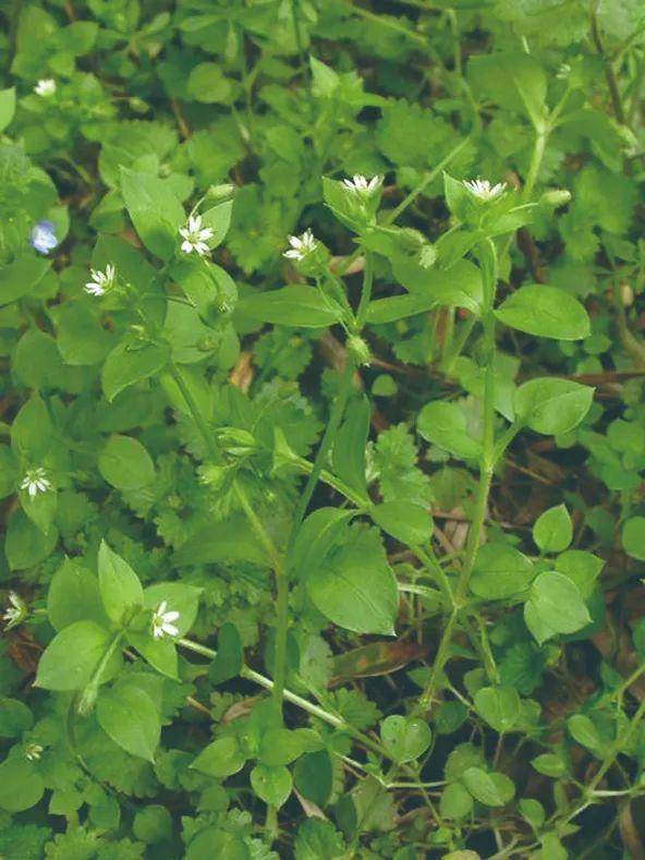 春季麦田杂草茎叶处理技术_麦娘_异丙_日本