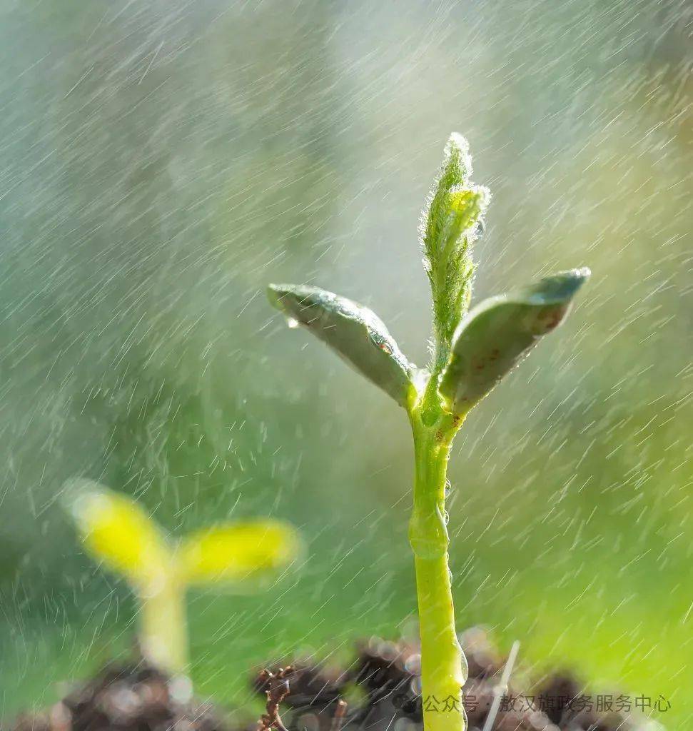 【节气里的大美中国】雨水丨雨朦胧中 听万物复苏