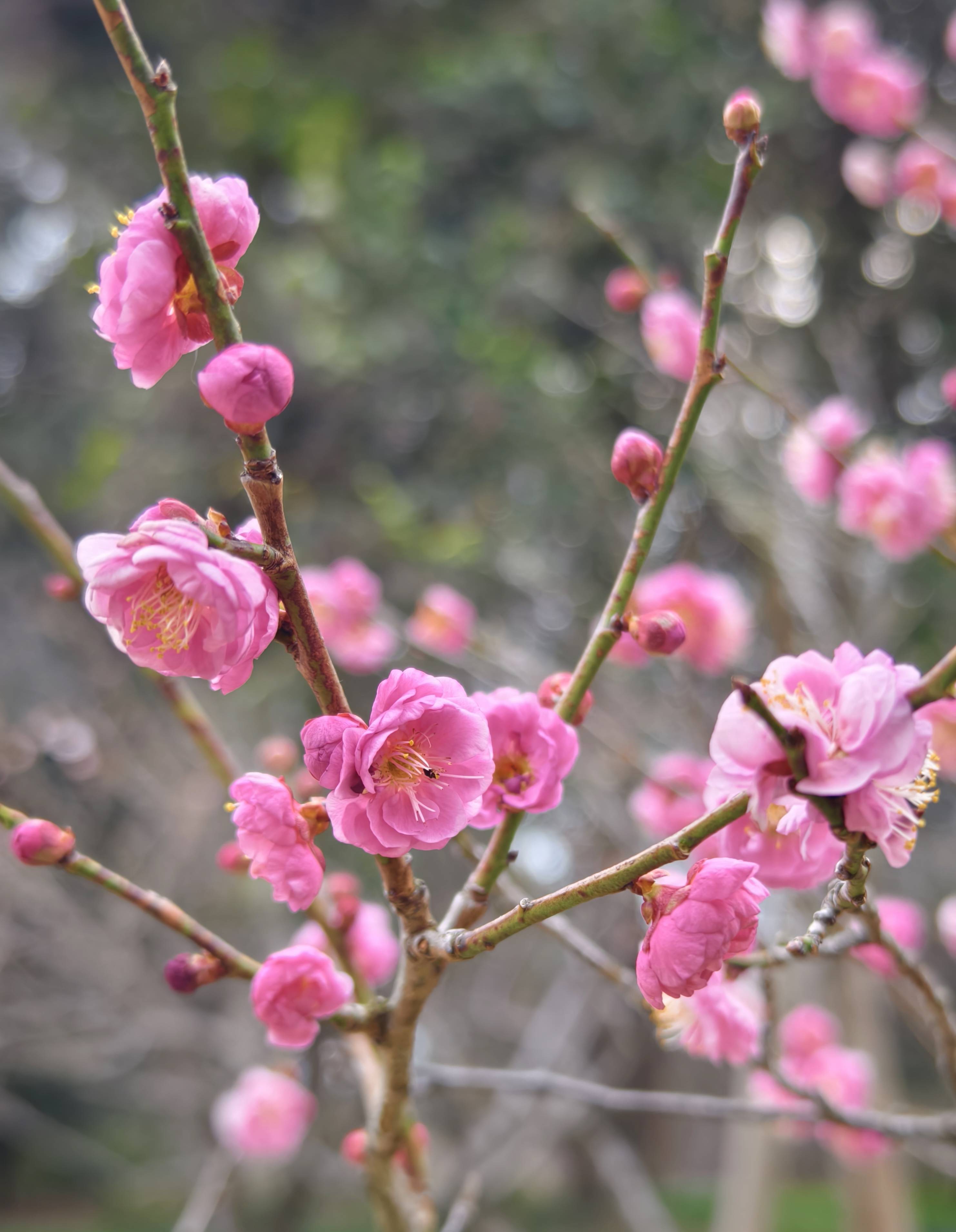 6条赏梅线路共赴金陵繁花之约 2024中国南京国际梅花节2月19日开幕