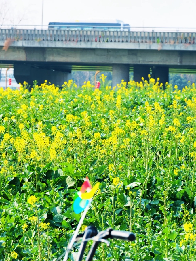 巴适妹就知道,四川的春天来啦~嗡嗡飞舞的小蜜蜂和小蝴蝶,都在油菜