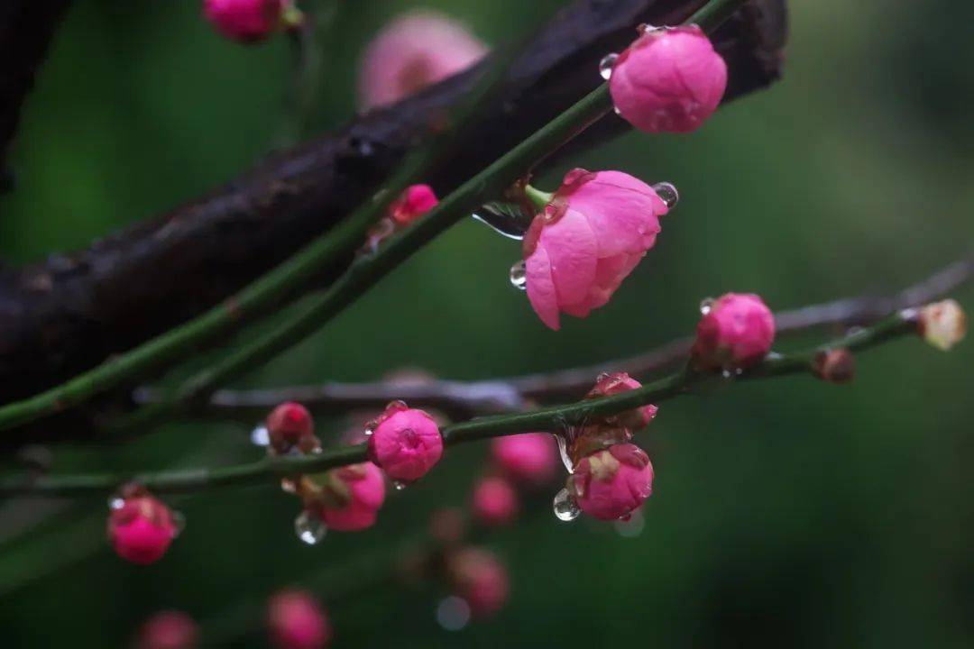 今日雨水:送你10首适合下雨天听的音乐,优美宁静,音醉心醉