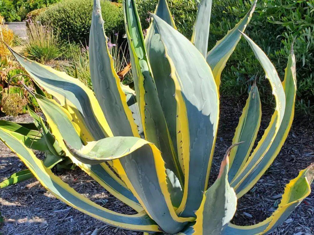 既可观赏又可酿酒,来看龙舌兰 | 小叶子涨"植"识_植物_世纪_龙骨