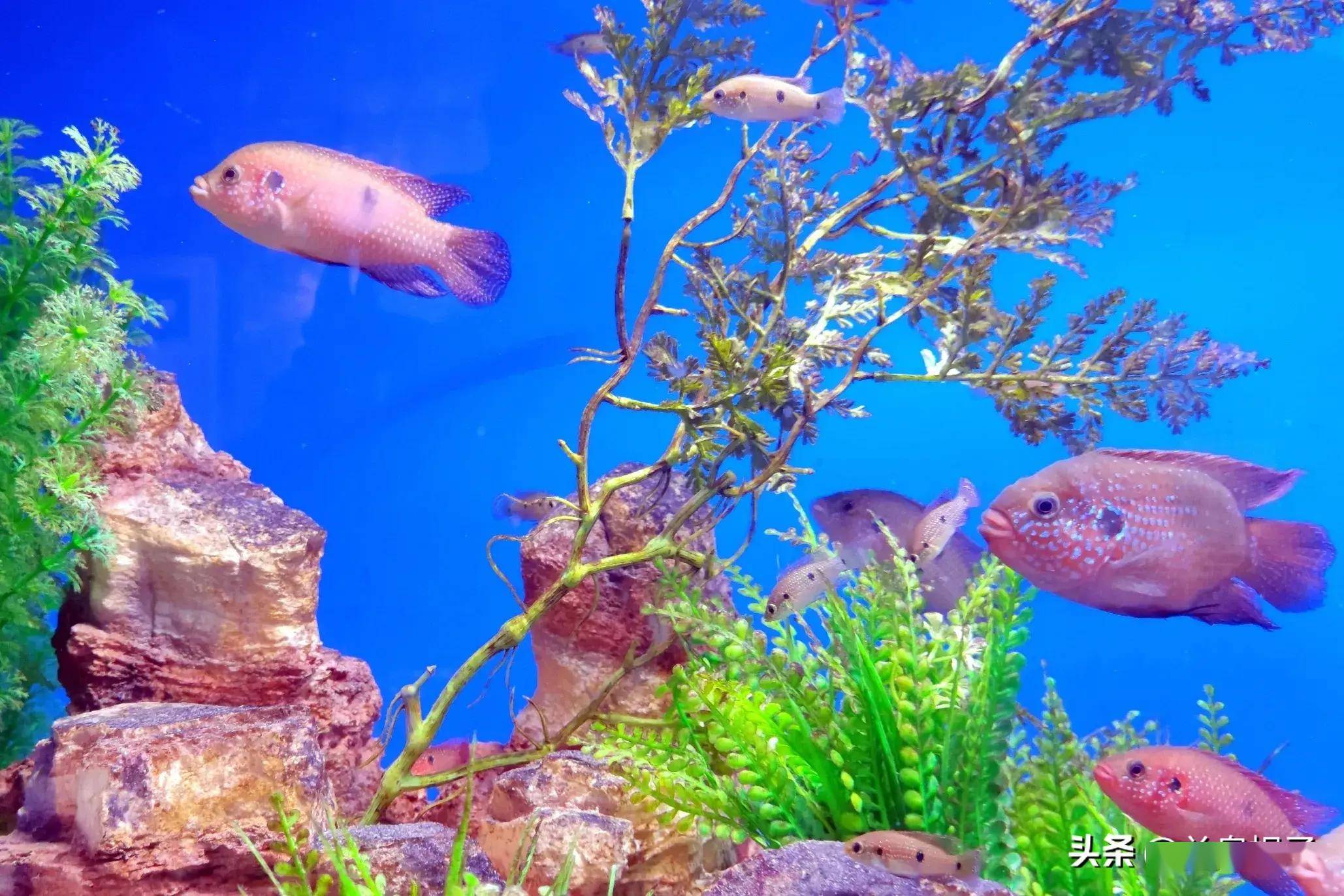 春游兰州野生动物园海洋馆_展区_雨林_海洋生物