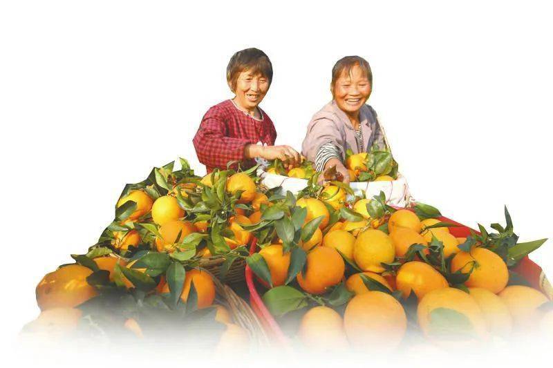 进出之间 四川农产品腾挪新空间_柠檬_内江_种植