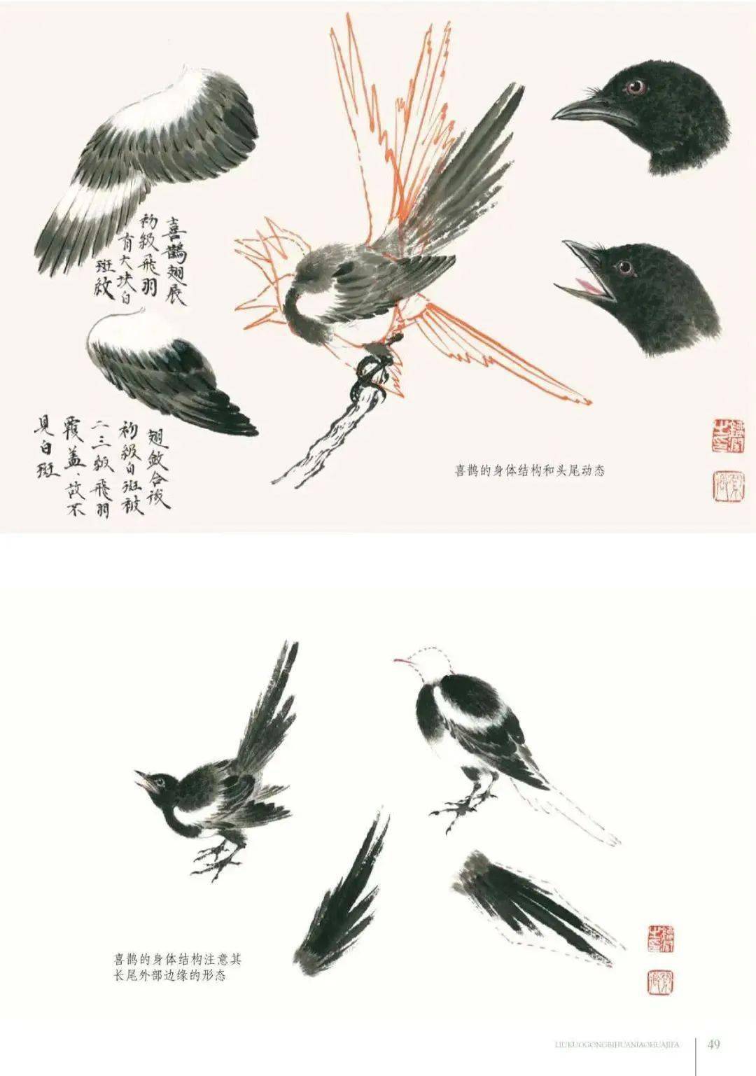 禽鸟写意技法大汇总_八哥_喜鹊_通身