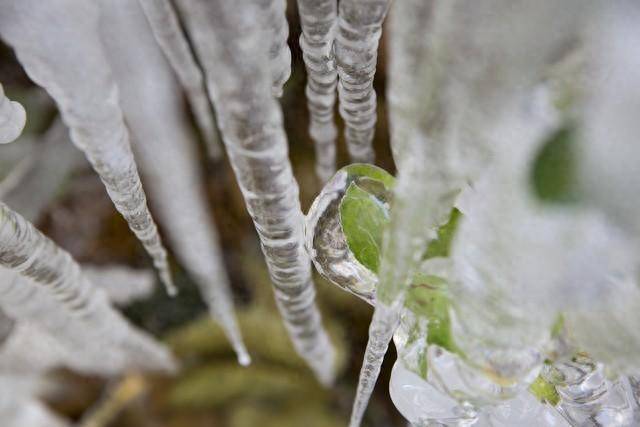 冻雨_电线_树枝_地面