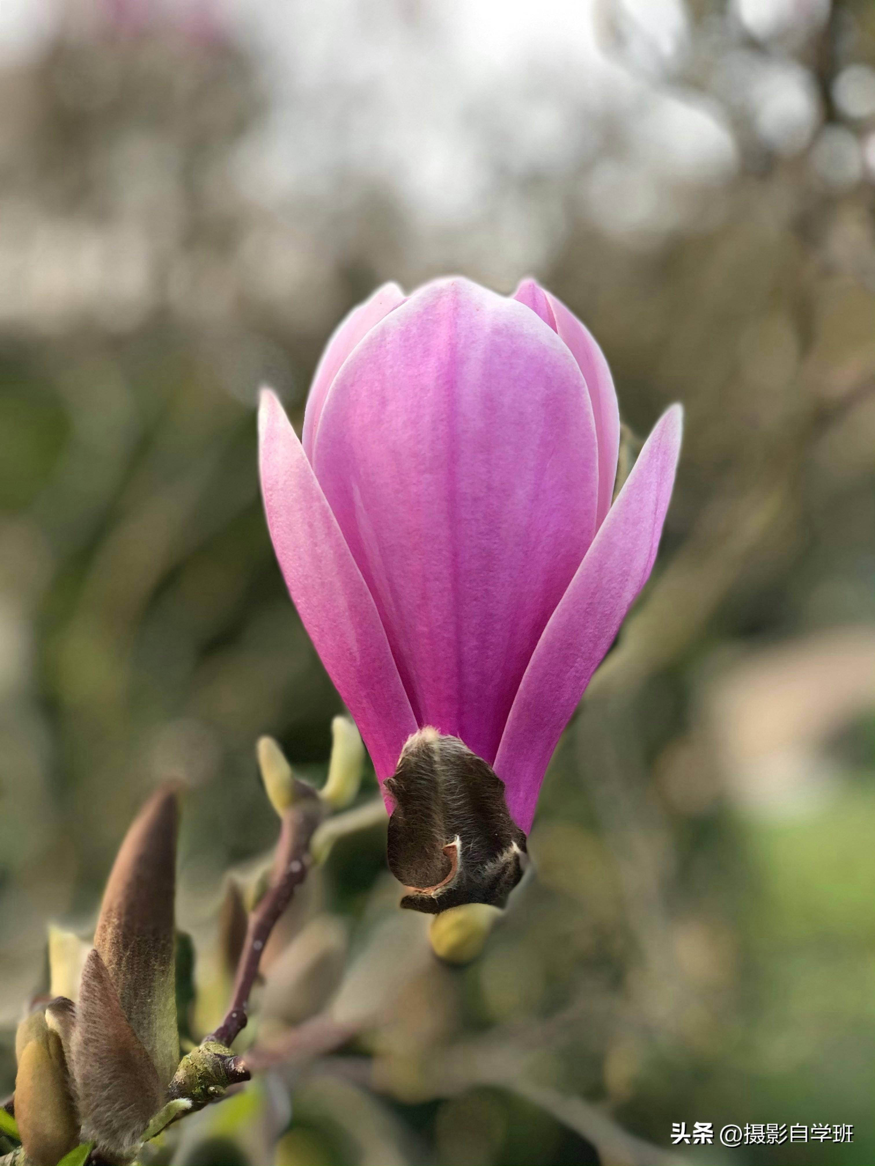 纯黑背景玉兰花,用手机咋拍摄,还有哪些实用的玉兰花摄影技巧_照片