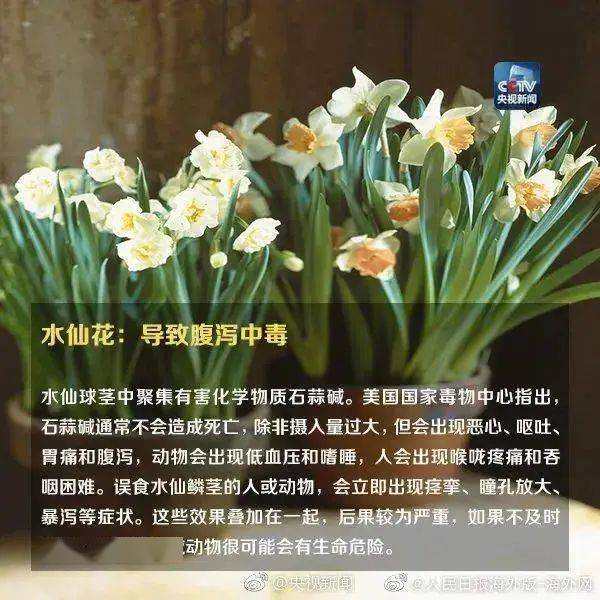 这对夫妻同时中毒!很多人家里有,尚无特效药_水仙_毒素_蒜苗