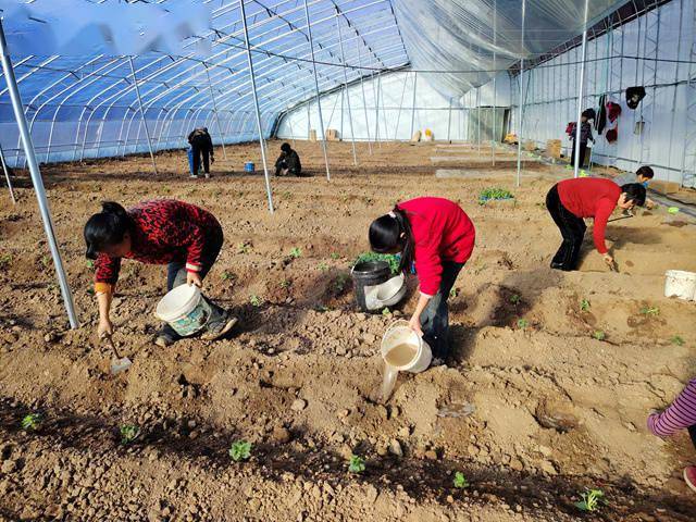 郏县:特色产业发展旺 春节百姓致富忙_李口镇_种植园_集体经济