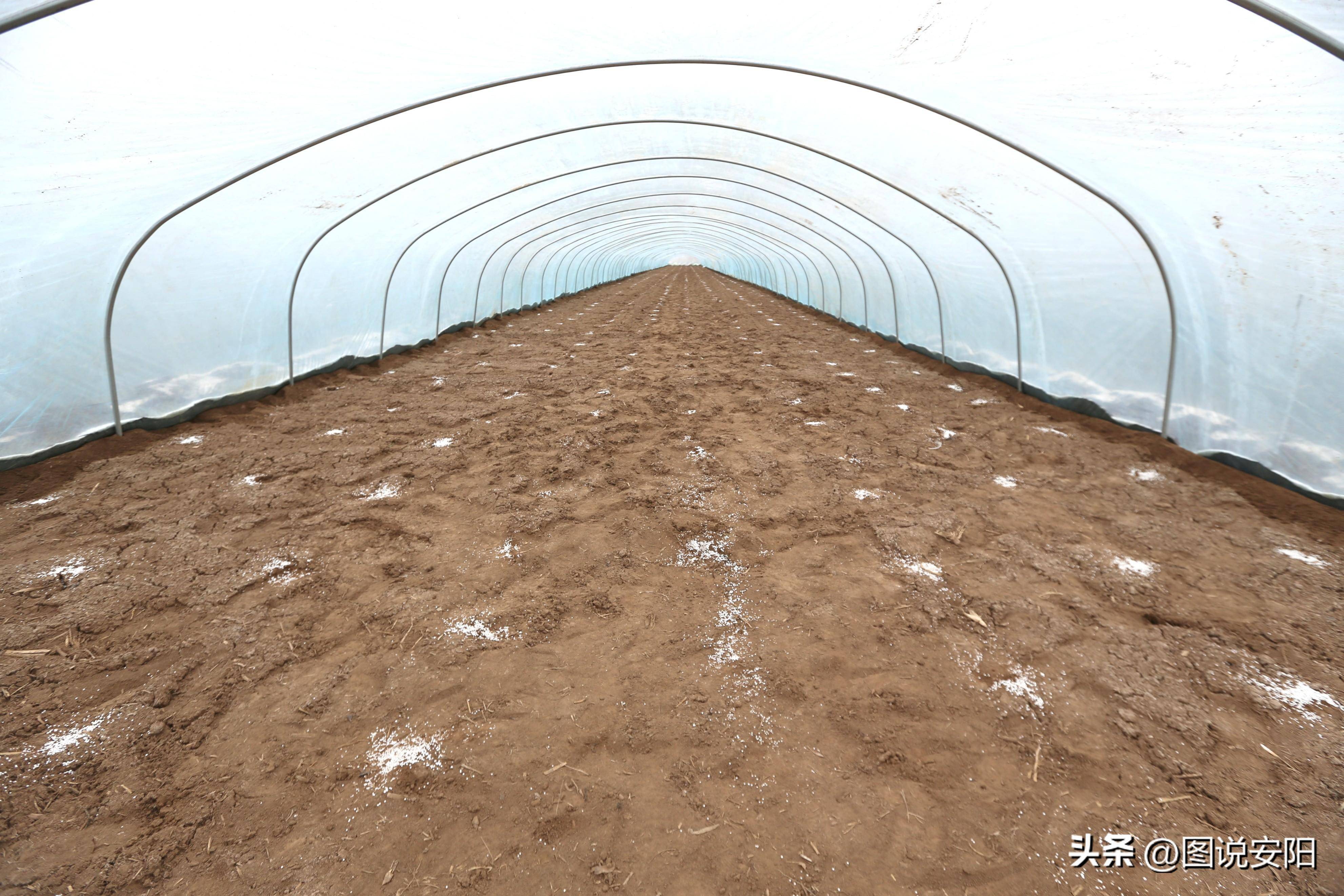 图为瓦店乡政府农业干部李豪与合作社负责人张洪文(右)正在查看土壤