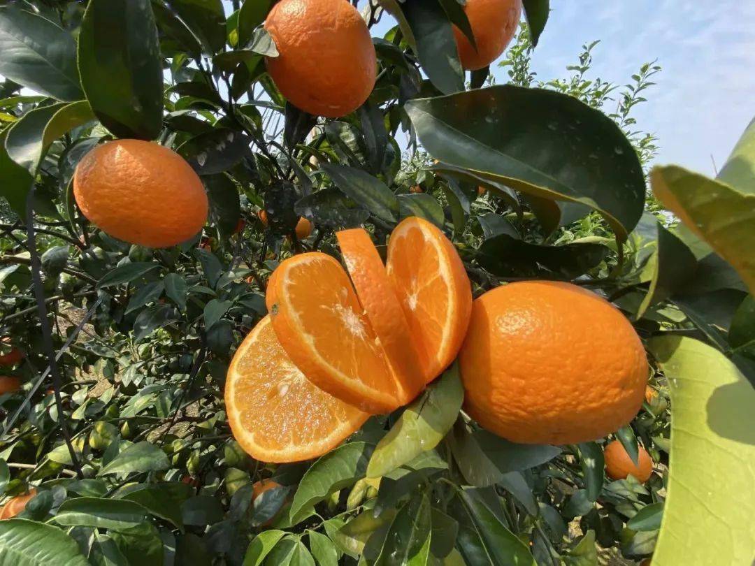 广西武鸣沃柑19.9/5斤,快递包邮!传统匠心种植!寒冬挂枝300天!