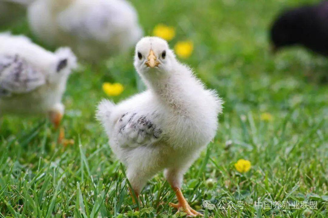 这可能是最全,最实战的肉鸡养殖技术_模式_鸡舍_地面