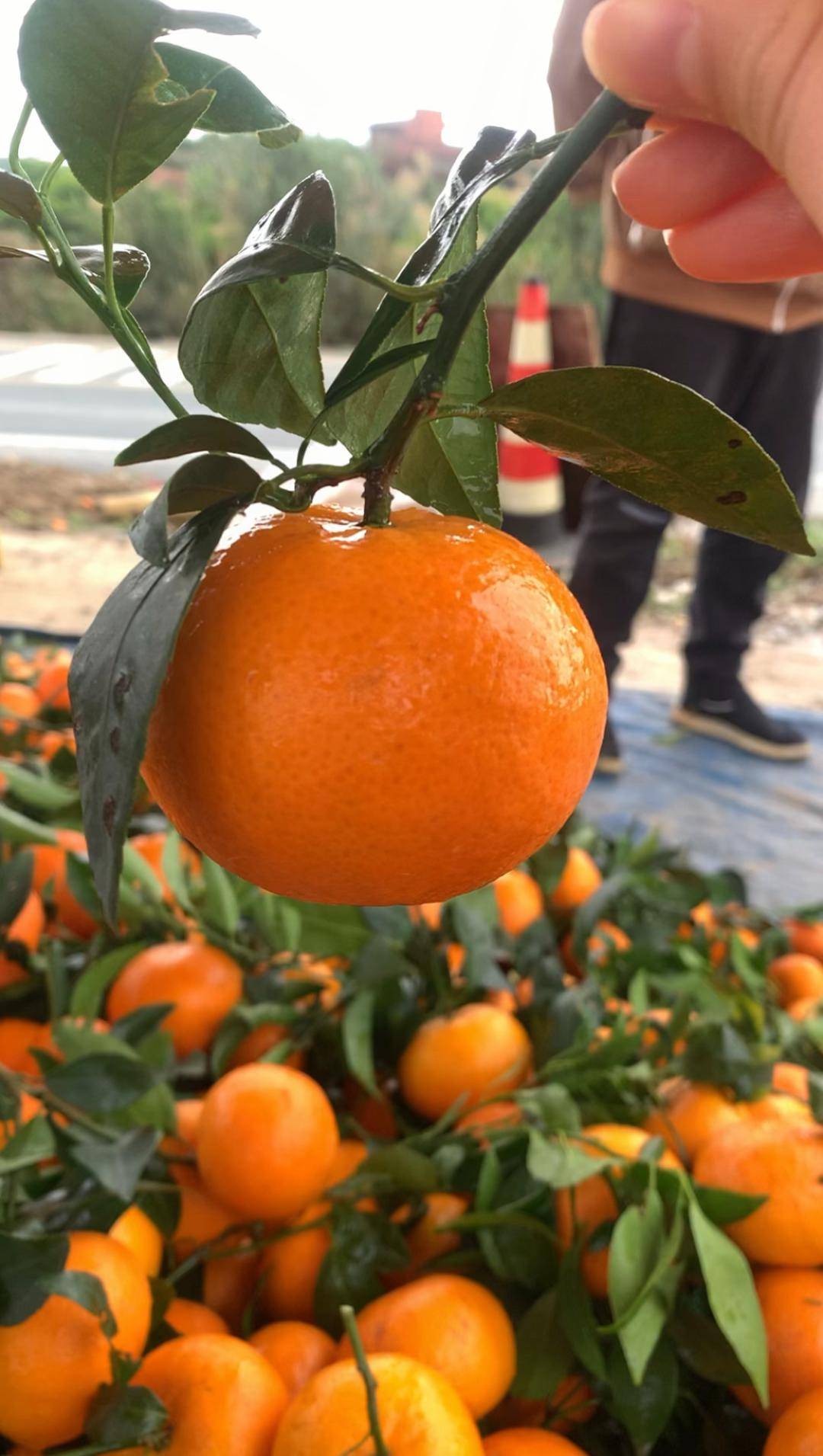 广西武鸣沃柑原产地直发!谁能抵得住这一口冬日的甜蜜?