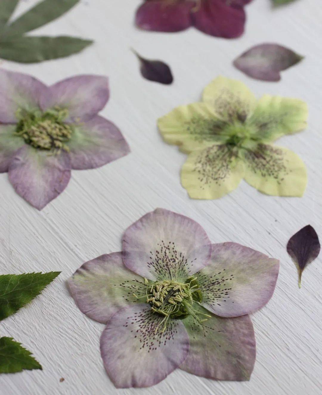 春天来了,手把手教你压花,把春天收藏起来_植物_标本_弗雷德·拉姆西