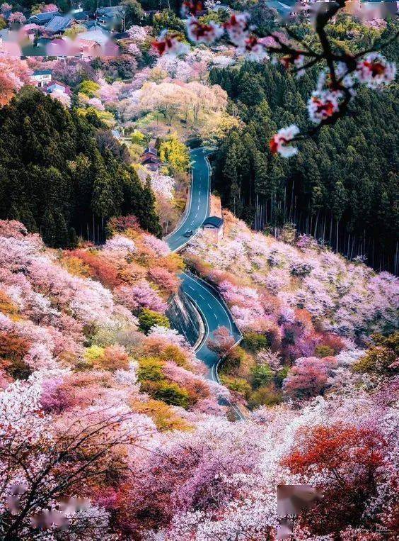 日本关西|粉樱上枝头,在京都 奈良双重赏樱胜地感受独特八重樱世界