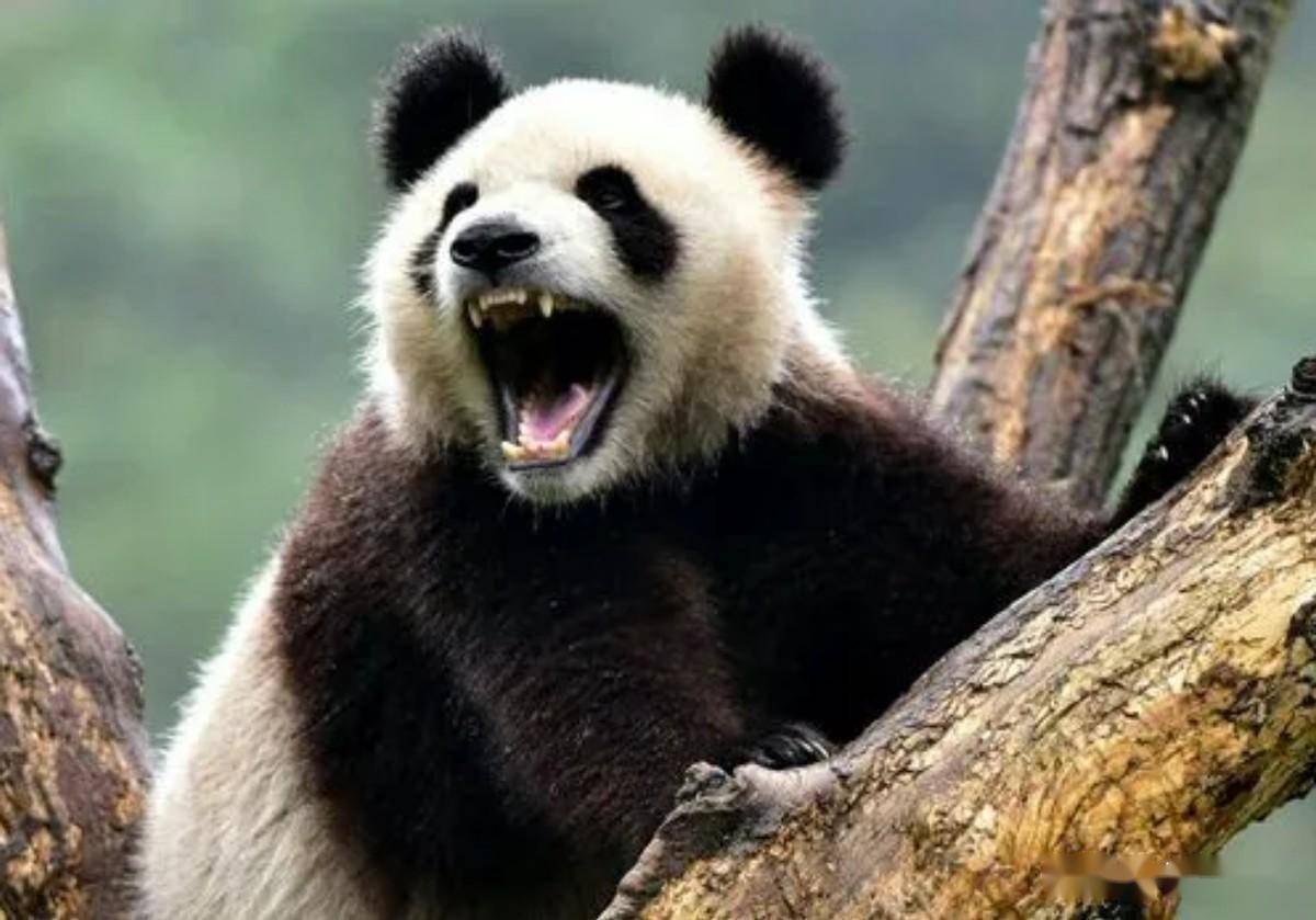大熊猫 凶猛图片