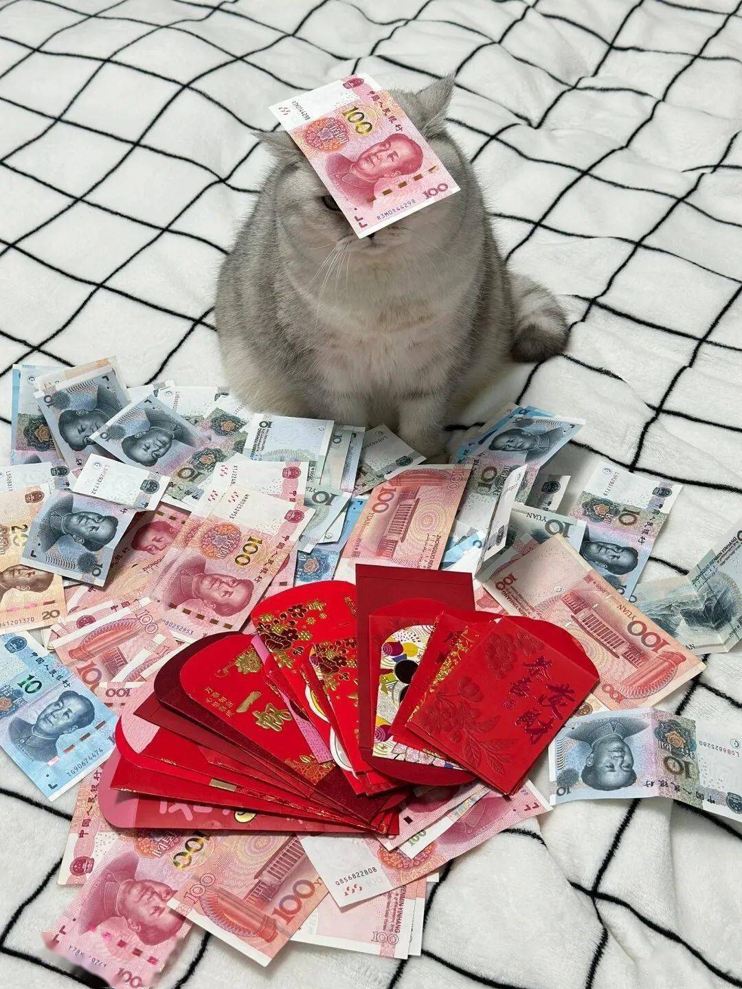 爸妈给猫塞了2万压岁钱红包给亲闺女只有600网友猫才是亲生的