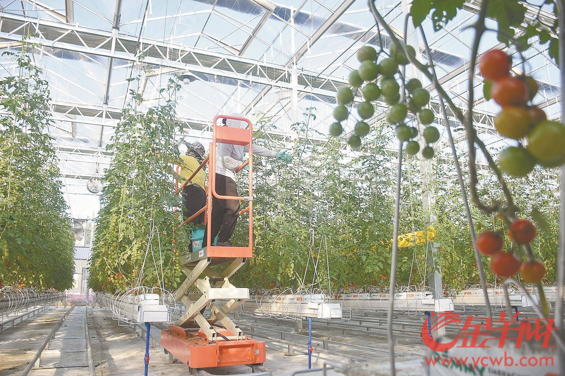 盘活闲置资源增实惠 撂荒地变身高科技农业示范园_项目_南澳县_村民