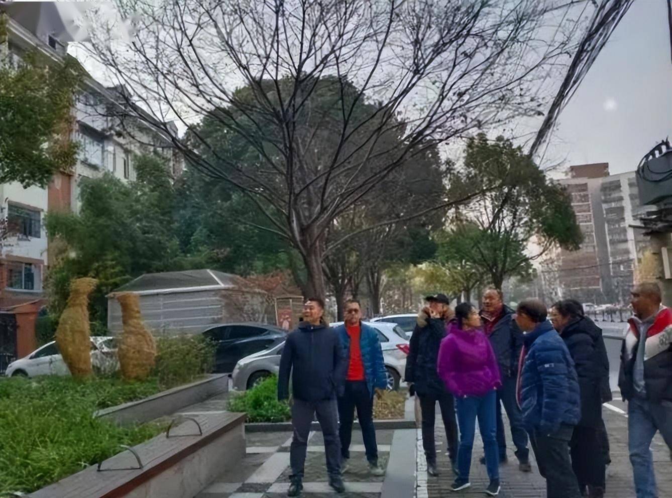 咔嚓咔嚓,"剪"掉居民烦心事_欧阳路街道_修剪_采光