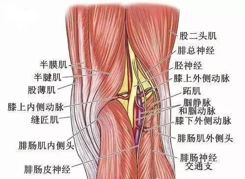 韧带_损伤_髌骨