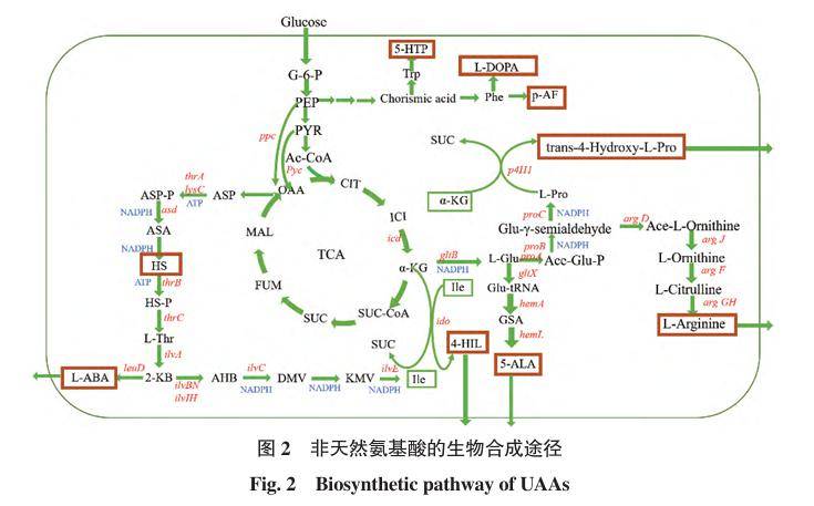 氨基酸合成图片