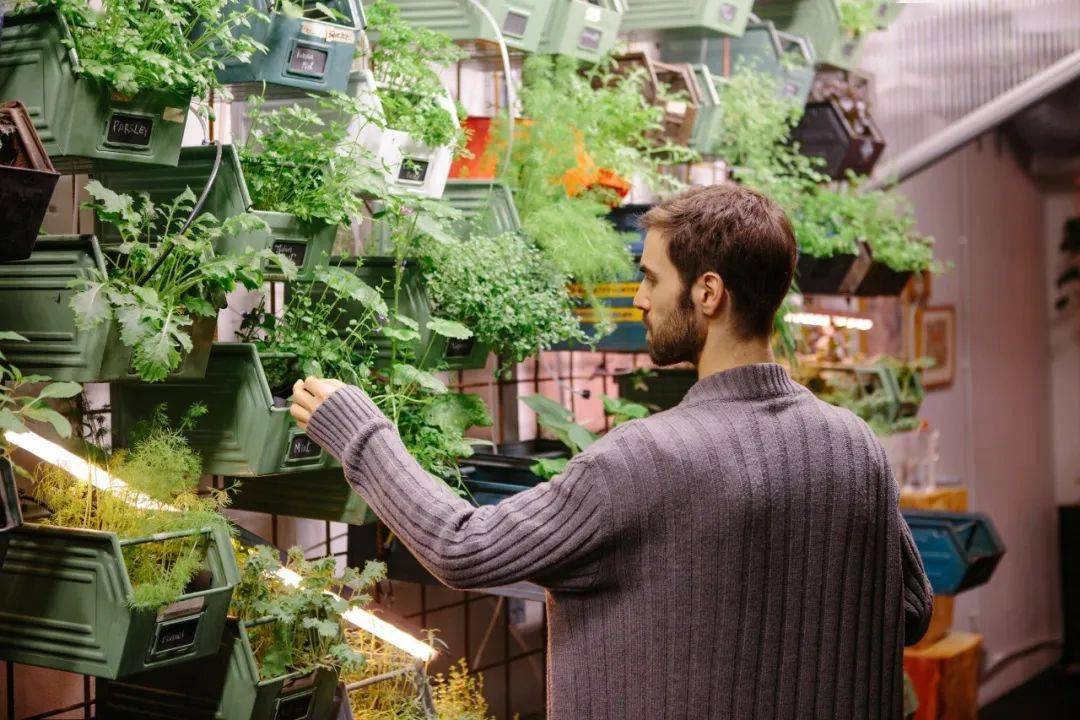 在墙上种白菜的狂想不仅实现了,还扩充至全球1200个