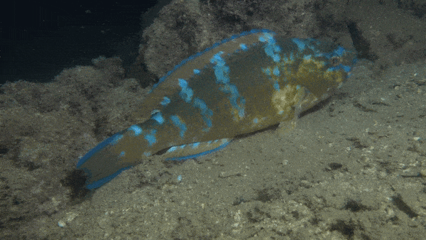 海洋生命力月报|二月:春风初萌 鱼灯绽放_深圳_红藻_海藻