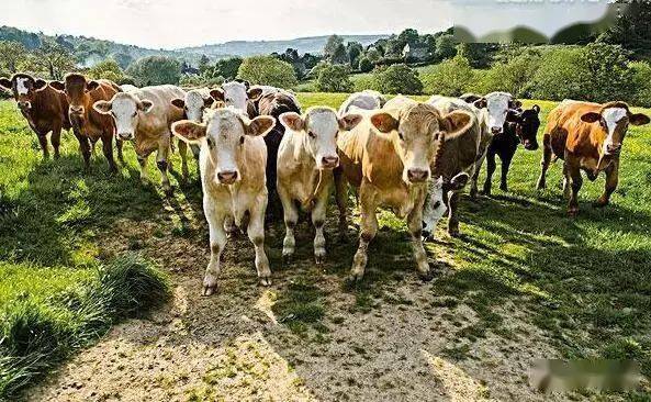 活牛价格还会涨吗?